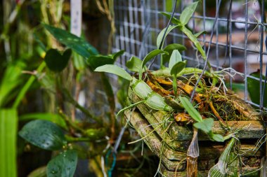 Gencecik orkidelerin, nemli bir serada, ahşap bir levhada yakın çekimi, Muncie, Indiana, 2023