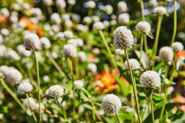 Botanik Bahçeleri 'nde güneşli bir gün, Elkhart, Indiana Bol Beyaz Yonca Çiçeklerine karşı Yeşillik Yeşiller