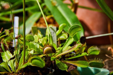 Close-up view of Venus flytrap plants in a Muncie, Indiana greenhouse, showcasing their unique trap structures and botanical allure. clipart