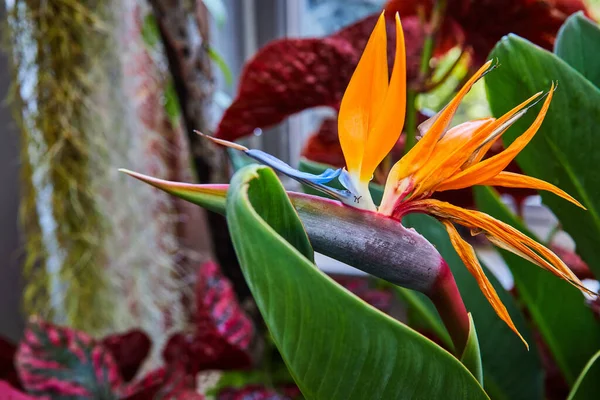Vibrerande Paradisblomma Full Blom Vid Ett Frodigt Växthus Muncie Indiana — Stockfoto