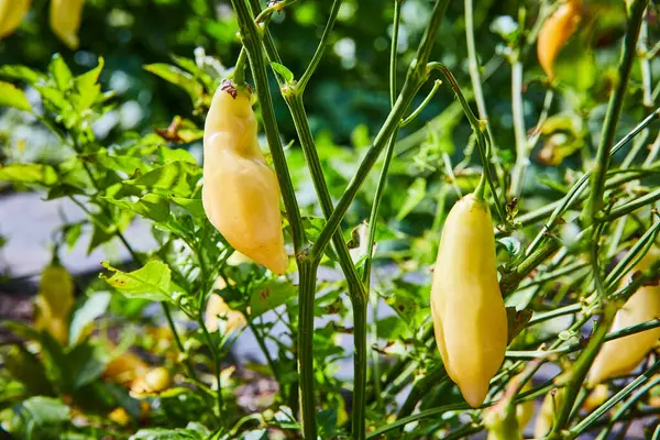 Elkhart Botanik Bahçeleri, 2023 'te yetişen taze Sugar Rush Peach biberlerinin gündüz görüntüsü organik tarım ve sağlıklı beslenmeyi sembolize ediyor.