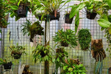 Muncie Konservatuvarı, Indiana, 2023 'te yemyeşil Orkideler ve Epifitik Bitkiler Sergisi