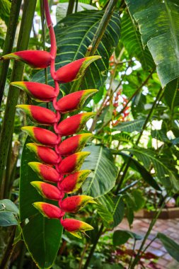 Lush Green Garden 'daki Heliconia Çiçeği, Muncie Indiana 2023 - Nefes kesici Tropikal Botanik Güzelliği