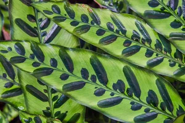 Close-up of vibrant Prayer Plant leaves with unique patterns in a Muncie, Indiana greenhouse, showcasing indoor gardening and natural beauty.