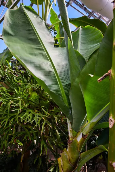 Foglie Banana Verde Lussureggiante Nel Conservatorio Muncie Indiana 2023 Flora — Foto Stock
