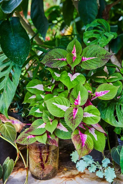 Vibrant Coleus and tropical plants in a lush Indiana conservatory, showcasing natural beauty and plant propagation activities.