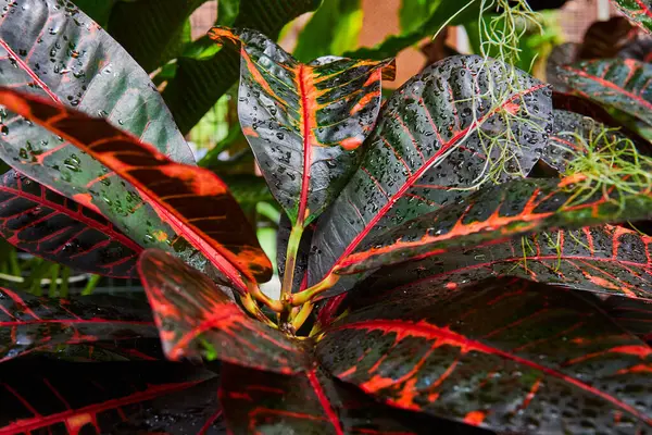 Lush Tropical Foliage in Indiana Conservatory, Highlighting Vibrant Red Veins and Fresh Water Droplets on Glossy Green Leaves