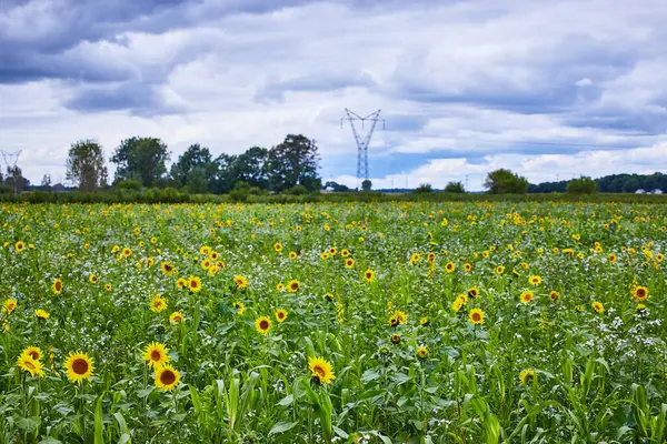Vibrant sunflower field meets modern infrastructure in tranquil Goshen, Indiana, showcasing natures beauty and balance with development.