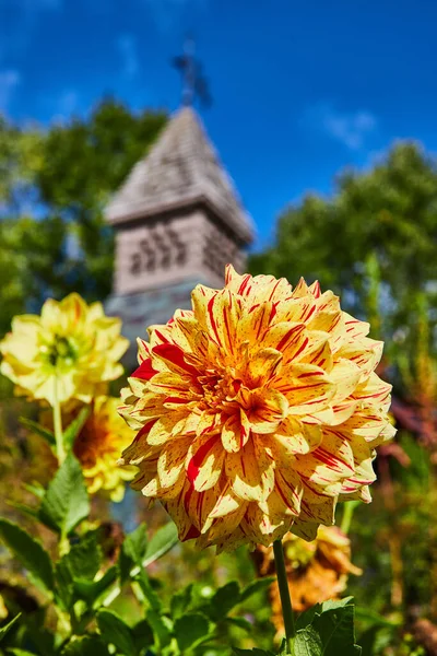 Sunlit Dahlia Bloom 2023 Botanic Gardens Elkhart Indiana Historic Building — Stock Photo, Image