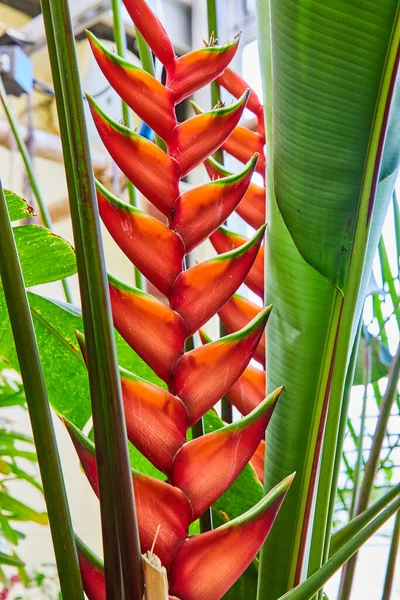 Bright Heliconia Plant Muncie Conservatory Indiana 2023 Colori Vividi Della — Foto Stock