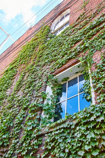 stock image Image of Red brick building with two windows covered in lush green ivy vines plant climbing wall