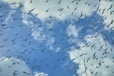 Bahamalar 'daki Cennet Adası yakınlarında yüzen küçük balıkların sualtı görüntüsü sakin deniz yaşamını yansıtıyor.