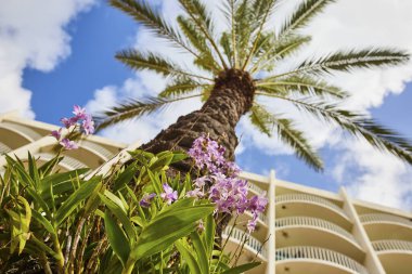 Tropikal Palmiye Ağacı ve Canlı Orkideler Sunny Nassau, Bahamalar 'da Resort Arkaplanına Karşı