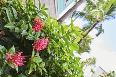 Tropik Ixora çiçekleri yemyeşil, palmiye ağaçları ve güneşli Nassau, Cennet Adası, Bahamalar 'da mavi kepenkli bir bina arasında çiçek açar..