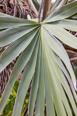 Cennet Adası, Bahamalar 'daki canlı yeşil palmiye yaprağının yakın çekimi yumuşak gün ışığında karmaşık yeşillik desenini ve tropikal bitki detaylarını gözler önüne seriyor.