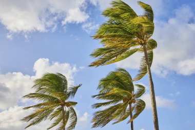 Nassau, Bahamalar 'da Tropikal Hindistan cevizi palmiye ağaçları güneşli mavi gökyüzünün altında sallanıyor.