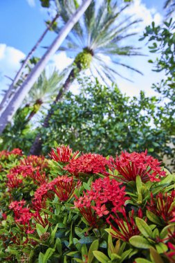 Tropik Dinginlik: Nassau, Bahamalar 'da Açık Mavi Gökyüzü Altında Canlı Ixora Çiçekleri ve Uzun Palmiye Ağaçları