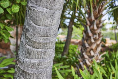 Nassau, Bahamalar 'daki Tropikal Cennet Adası' ndaki Palmiye Ağacı Kabuğunun Canlı Detayları
