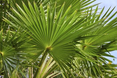 Bahamalar 'daki Cennet Adası' nda canlı Palm Canopy.