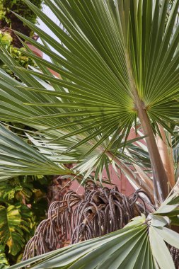 Cennet Adası, Bahamalar 'da yapraklarla kaplı bir palmiye ağacının canlı yakın çekimi karmaşık desenler ve tropikal canlılık sergiliyor.
