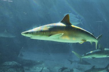 Majestic Shark Nassau Akvaryumunun tropikal sularında süzülüyor, Cennet Adası, Deniz Biyolojik Çeşitliliği Gösteriyor
