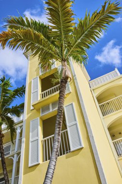 Tropik Palmiye Ağacı Nassau, Bahamalar 'da Sunny Resort Binası' nın üzerinde yükseliyor.