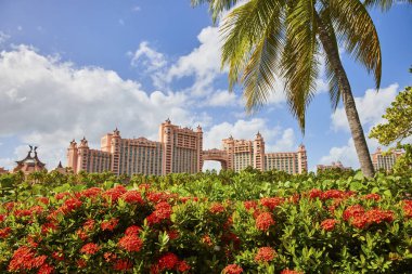 Nassau, Bahamalar 'daki lüks tropikal tatil beldesinde canlı kırmızı çiçekler, sallanan palmiyeler ve süslü pembe bir cephe yer alıyor.