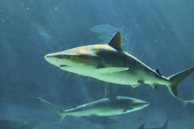 Bir Bahama akvaryumundaki mavi sularda süzülen iki köpekbalığının şaşırtıcı sualtı görüntüsü, deniz yaşamını ve korunmayı gösteriyor.