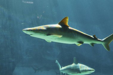 Açık Mavi Akvaryum Sularında Zarifçe Yüzen İki Köpekbalığı, Cennet Adası, Bahamalar