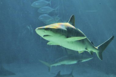 Huzurlu akvaryum ortamında yüzen zarif köpekbalığı, Cennet Adası, Bahamalar, deniz yaşamı ve okyanus koruma gösterileri