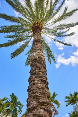 Cennet Adası, Nassau, Bahamalar 'da canlı palmiye ağacı ile güneşli bir gün.