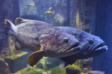 Suni Resifte Büyük Balık Yüzüyor, Cennet Adası, Bahamalar 'da Akvaryum