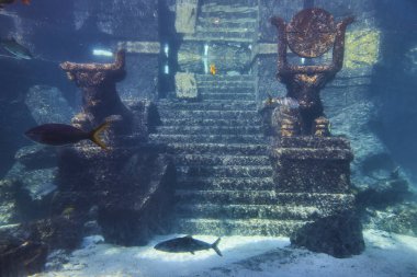 Bahamalar, Cennet Adası yakınlarındaki gizemli bir okyanus diyarında deniz canlılarıyla çevrili antik, batık heykellerin sualtı görüntüsü.