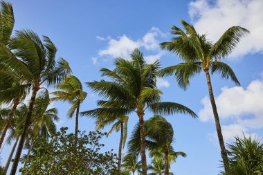 Nassau, Cennet Adası 'ndaki Tropikal Palmiye Ağaçları Mavi Gök' e Karşı Nazikçe Sallanıyor