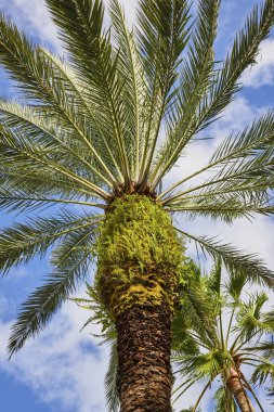 Tropik Sükunet - Nassau, Bahamalar 'daki Cennet Adası' ndaki Uzun Palmiye Ağacı Parlak Mavi Gökyüzüne Karşı