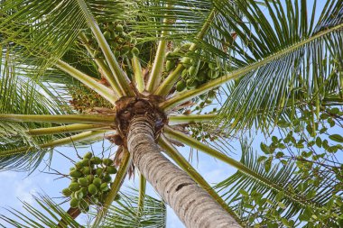 Cennet Adası, Nassau, Bahamalar 'da hindistan cevizi palmiyesi ve canlı yeşil hindistan cevizi manzarası.