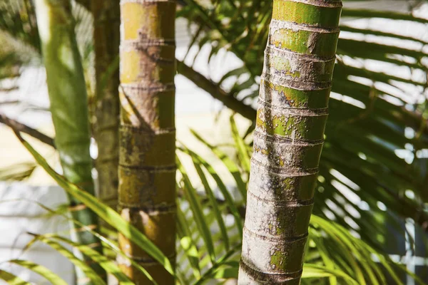 Tropical Palm Tree Trunks Close Showcasing Textured Bark Green Foliage — Stock Photo, Image
