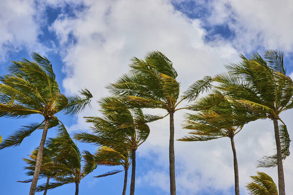 Tropical Palm Trees Swaying Against a Vivid Blue Sky in Nassau, Bahamas