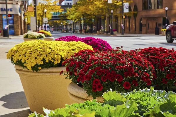 Vibrant Chrysanthemums Adorn Urban Street Downtown Fort Wayne Indiana Enhancing — Stock Photo, Image