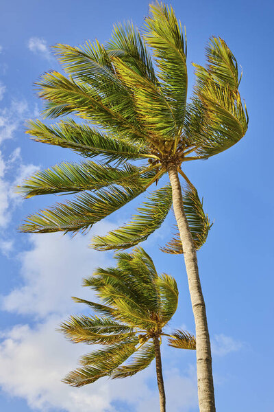 Majestic palm trees swaying under a clear blue sky on Paradise Island, Bahamas, encapsulating tropical serenity and vacation vibes.