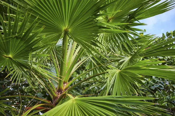 Underneath the lush palm tree canopy on Paradise Island, Bahamas, creating a tropical greenery background
