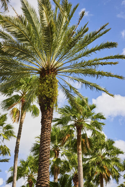 Деревья игрушечной пальмы на острове Парадизе, в Насосе, Бахчисарае, на фоне буйного голубого неба, перфекта для путешествий и развлечений