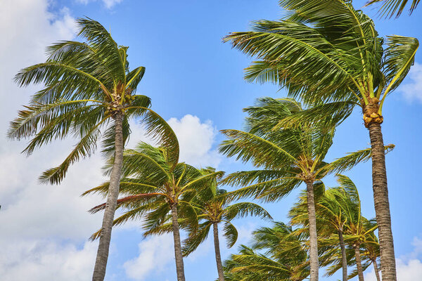 Lush Palm Trees Under Clear Blue Sky in Tropical Bahamas, Perfect for Travel and Nature Themes
