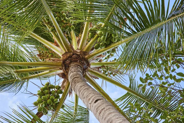 Upward view of a coconut palm tree with vibrant green coconuts on Paradise Island, Nassau, Bahamas