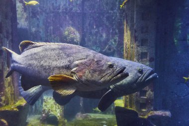 Cennet Adası, Bahamalar 'daki Majestic Grouper Akvaryum Sahnesine Hükmediyor