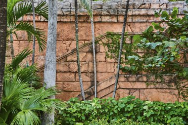 Cennet Adası, Nassau, Bahamalar 'daki tropikal bir bahçede sarmaşıkları olan antik taş duvar.