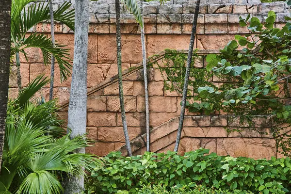 Cennet Adası, Nassau, Bahamalar 'daki tropikal bir bahçede sarmaşıkları olan antik taş duvar.