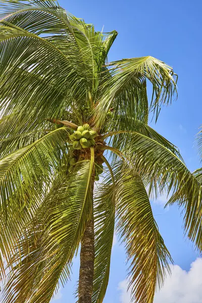 Vibrant close-up of a coconut palm tree under the sunny Bahamas sky on Paradise Island, embodying tropical travel and natural tranquility.