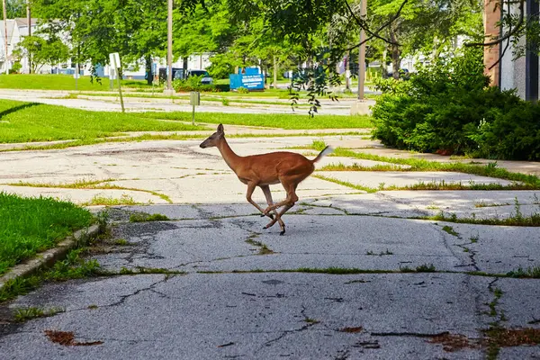 Urban Deer in Motion: A wild deer bounds across a weathered path in Toledos Riverside Park, blending city life with untamed nature.