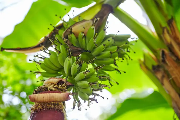 Close-up of unripe bananas and inflorescence on a banana tree in a tropical Indianapolis grove, showcasing natural fruit development.